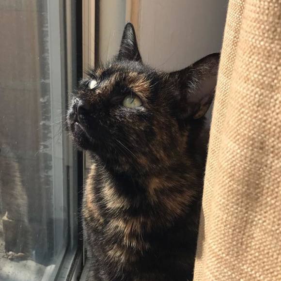 sheroukcats